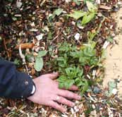 Breng daarboven een laag van 5 à 10 cm houtsnippers aan tussen struiken en kleinfruit, aan de voet van de haag en van fruitbomen.