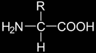 een aminozuur weergegeven. De restgroep (R) is per aminozuur verschillend en bepaalt de eigenschappen van het specifieke aminozuur.