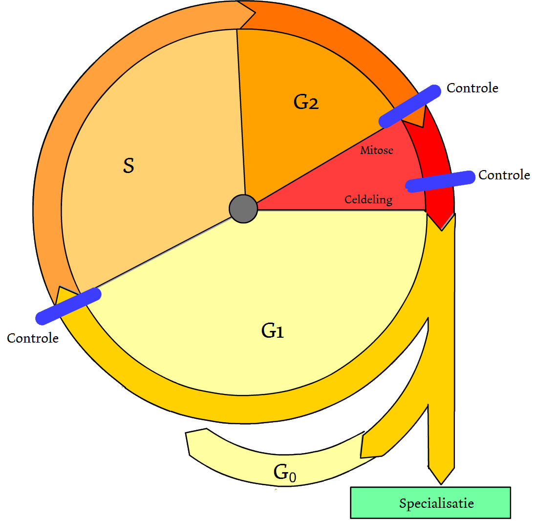 1.2 DE CELCYCLUS De celcyclus is de levenscyclus van een cel, van ontstaan tot opsplitsing in twee dochtercellen. Deze cyclus bestaat uit verschillende fasen, namelijk de G1, S, G2 en M-fase (afb. 1).
