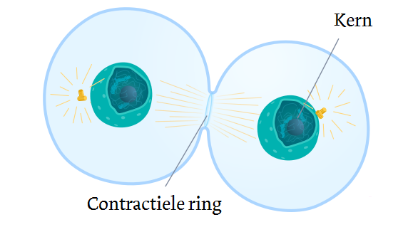 Af b. 3. Contractiele ring. (Bron: Wikimedia Commons, Kelvinsong (aangepast)) Duur celcyclus Hoe vaak cellen delen verschilt erg per celtype.