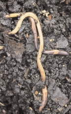 2 3 6 1 4 5 7 8 14 Compostwormen Van alle compostorganismen springen de wormen zeker het meest in het oog.