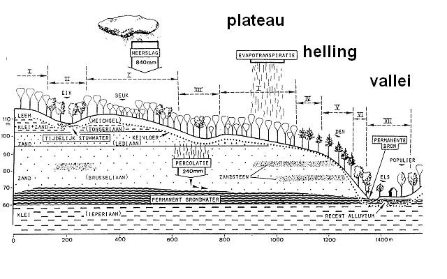 Het plangebied maakt deel uit van het natuurlijk geohydrologisch systeem van het Hallerbos, vergelijkbaar met sommige delen van het Zoniënwoud en wordt treffend geïllustreerd door (de rechterkant
