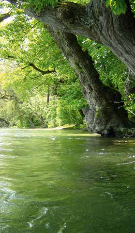 De Rijn en zijn stroomgebied in vogelvlucht n Ecologische