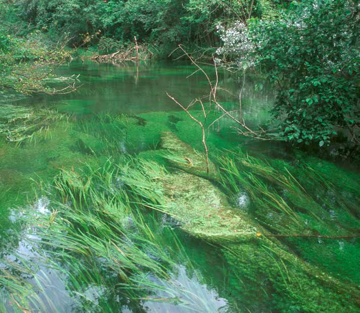 Ecologische situatie In het ICBR-programma Rijn 2020 zijn er voor de verbetering van het ecosysteem aan de hoofdstroom van de Rijn concrete doelstellingen geformuleerd, die moeten worden bereikt voor