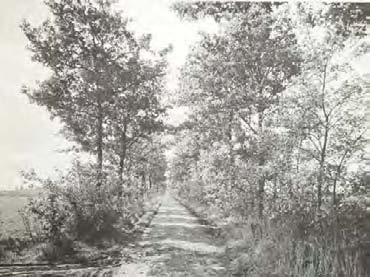 12 Afb. 1.4 Het Zeijerveld in Drenthe is pas rond 1940 in ontginning gebracht, waarbij de nieuwe landbouwpercelen werden omgeven door een houtwal.