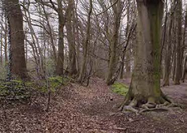 155 putting out to tender, required size and planting. The most important function of a wood bank was to keep out cattle and wild animals. But it could also serve as a territorial border.