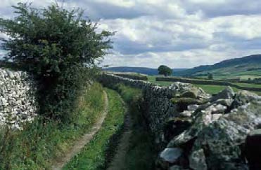 22 Afb. 2.3 Resten van vlechtheggen op de helling van de Mont Beuvray (Morvan, Frankrijk). De oude vlechtheg is te herkennen aan de horizontale stammen. Foto: Hans Renes.