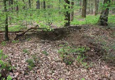 230 Afb. 13.13 Op de Utrechtse Heuvelrug bij Rhenen is recent een oude wal vrijgesteld door omringende bomen te verwijderen.