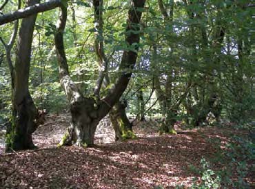 87 Afb. 5.4a,b Elzenwallen in de Mieden met de zeer zeldzame Schijnviltroos (rechts). Lichtminners raken hier in de knel door de aanleg van nieuwe bospercelen en de schaduwrijke begroeiing. Na ca.