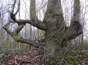 In natte terreinen is haken knothout van elzen en essen vaak langer doorgegaan.