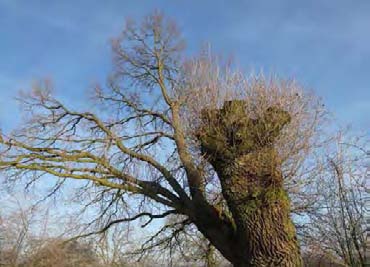 Het risico dat een of meer takken te zijner tijd uitscheurt bestaat, maar lijkt ons in deze gevallen minder ernstig dan het niet meer uitlopen van de boom.