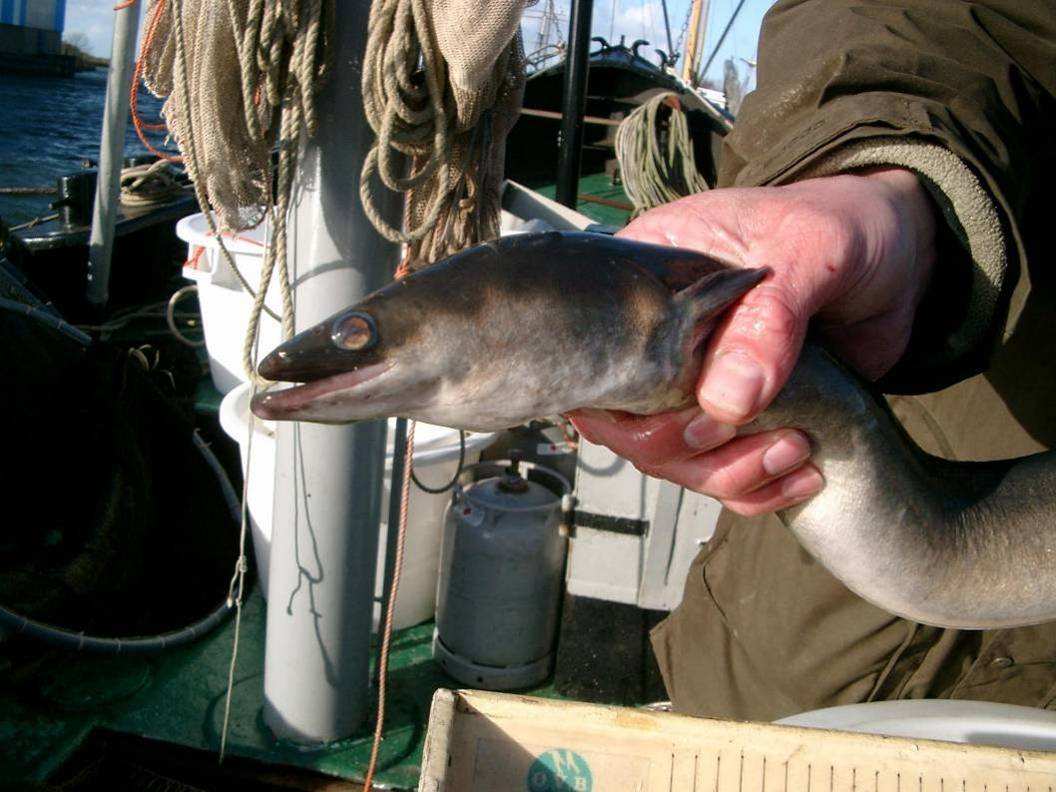 - Kennisdocument Europese aal of paling - 2.2.4 Schieraal Het lichaam is bedekt met zeer kleine schubben en is aan de staartzijde zijdelings afgeplat. De zijlijn is goed ontwikkeld.