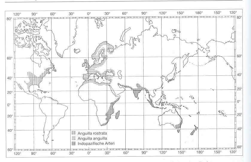 - Kennisdocument Europese aal of paling - 3.2 Verspreiding De aal is een katadrome soort.