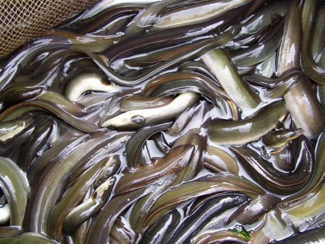 - Kennisdocument Europese aal of paling - stroomgebieddistricten van de Europese Kaderrichtlijn Water (het Rijnsysteem bijvoorbeeld) en de Habitatrichtlijngebieden.