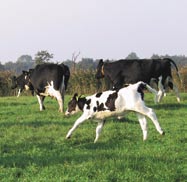 Onderzoeksproject Kalveren bij de koe De belangrijkste bevindingen: - het kalf bij de koe levert een prachtig plaatje op. - koe, kalf en het hele koppel krijgen veel natuurlijk gedrag terug.