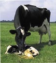 Een veel gestelde vraag is waarom een kalf direct na de geboorte bij de koe vandaan wordt gehaald. Veehouders worstelen met deze vraag.