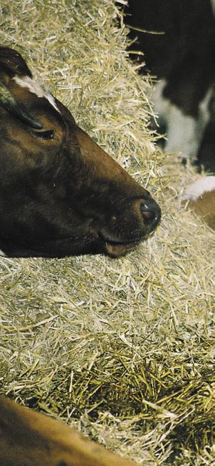 De achtergrond: het kalf van de koe scheiden Voor de productie van melk krijgt een koe ieder jaar een kalf.