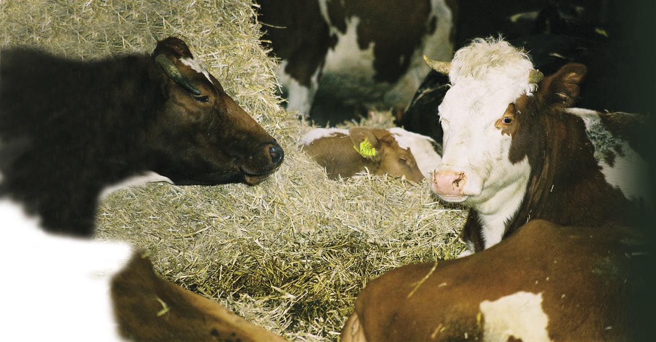 Jan Vrolijk begon in de zomer van 2002 met het houden van kalveren bij de koe. Aanleiding was de aanhoudende vraag van consumenten waarom de kalveren zo jong bij de koe werden weggehaald.