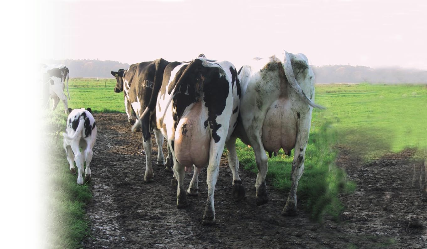 Bij Durk Oosterhof blijven alle kalveren bij hun eigen moeder. Ook de kalveren die na veertien dagen het bedrijf verlaten.