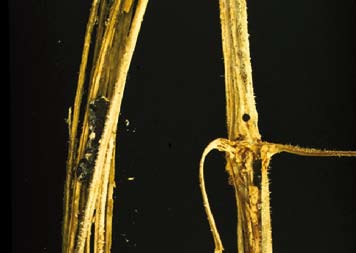 Uit literatuur blijkt dat ook Trichoderma harzianum een antagonistische werking heeft op Sclerotinia. Volgens de producent is ook Trichoderma harzianum T-22 (Trianum ) effectief tegen Sclerotinia.