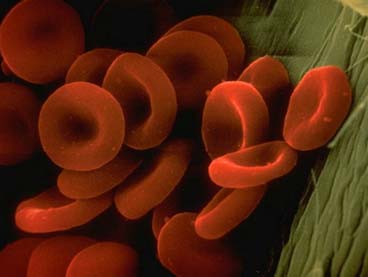 Rode bloedcellen Door de rode bloedcellen is je bloed rood van kleur. De rode bloedcellen zwemmen in het bloedplasma rond en zorgen ervoor dat zuurstof van de longen naar de organen vervoerd wordt.