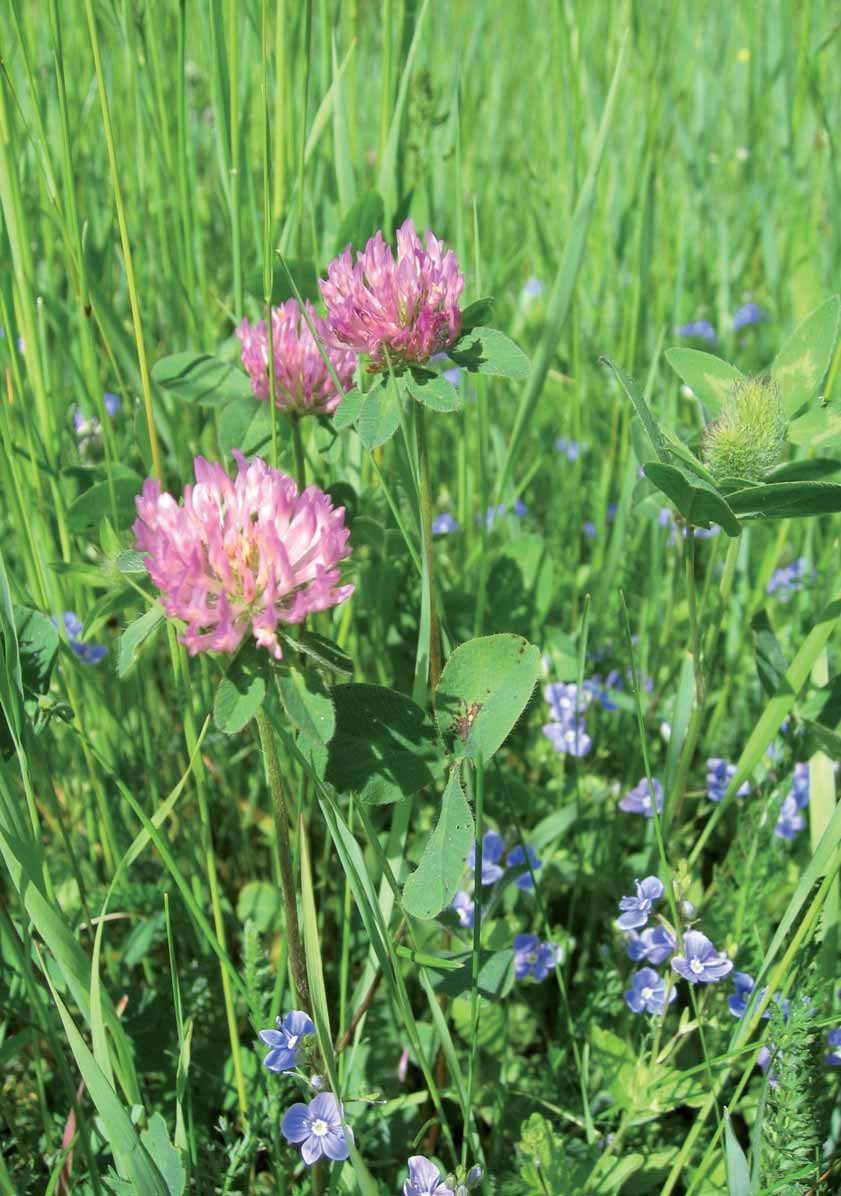 HOOFDSTUK 1 Introductie HOOFDSTUK 1. INTRODUC CTIE 1.1. DOELSTELLING VAN DEZEE HANDLEIDINGG De effecten op natuur en landschap werden in het verleden vaak alleen kwalitatief meegenomen in beleidsbeslissingen.