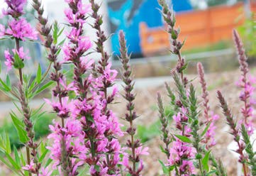 (zonder aarde) versnipperd snoeihout haagscheersel grasmaaisel, bladeren en onkruid zagemeel en schaafkrullen van onbehandeld hout niet