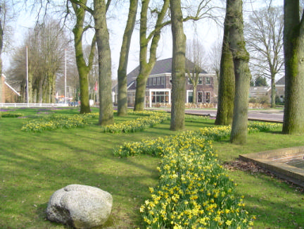 Oude Brinken a) Bomen Scenario 1 Criteria: - Uitstekende gezondheid (volledige bladbezetting en uitstekende bladkleur); - te lage takken, waterlot of wortelopslag komen niet voor; - de boom is niet