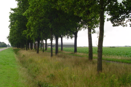 Bermen a) natuurvriendelijke berm Scenario 2 Criteria: - Het oppervlak wordt voor 5-30% bedekt met (gewenste) kruiden; - het maaibeeld van het gras kent lichte oneffenheden; - langs obstakels is het