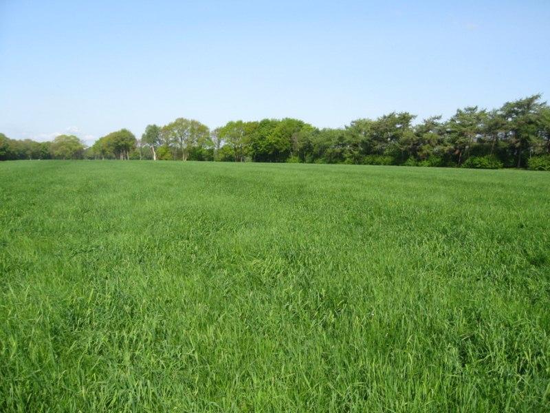 structuur en bijdragen aan waterinfiltratie. Wanneer het grasland voldoende produceert, is het daarom aan te bevelen het grasland in tact te laten en niet te ploegen.