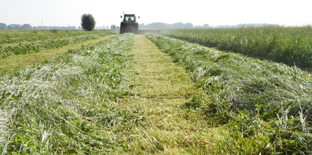 tegenwerken. Het bladoppervlak is dan niet groot genoeg om zonder wortelreserves uit te schieten. Hiermee kunnen wortelreserves worden uitgeput (Deinum, 1985).