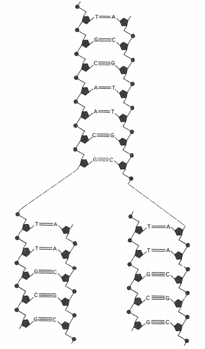 Hoofdstuk 8 - DNA De Meest Gulden van alle Moleculen FIGUUR 11: DNA-replicatie DNA-replicatie of -duplicatie vindt plaats wanneer de ladder-achtige dubbele schroef zich in het midden opsplitst en