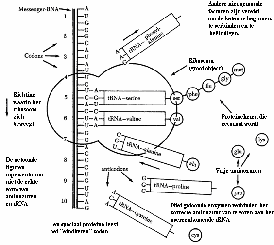 Hoofdstuk 9 De opmerkelijke manier waarop de cel transcriptie van DNA uitvoert Transfer-RNA, het transportvoertuig voor aminozuren Wanneer het mrna door het ribosoom wordt verwerkt om de aminozuren