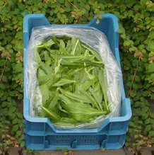 In de zilte proef- en volkstuin worden landbouwproducten geteeld zoals zeekraal, lamsoor, zeekool en zeeaster. Ook kan als het gebied het toelaat een bassin aangelegd worden voor zagers en tong.