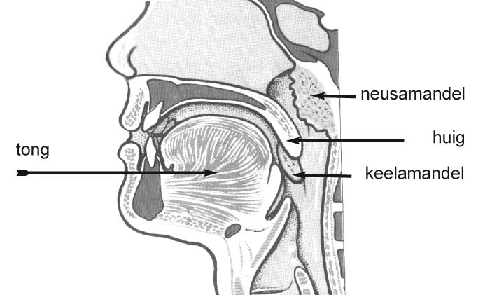 1. Waarom worden keel- en neusamandelen verwijderd? Het lichaam heeft een uitgebreid systeem om infecties te bestrijden, het zogenaamde lymfekliersysteem.