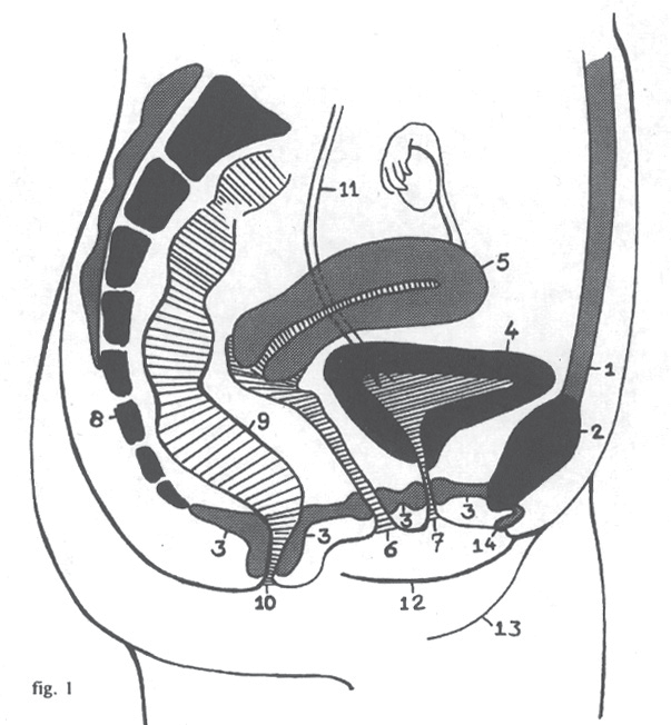 Deel 2: Bekkenbodemoefeningen De bekkenbodemspieren vormen een soort hangmat in het onderlichaam en ondersteunen de buikinhoud. Zij werken mee aan het afsluiten van de urinebuis, anus en vagina.