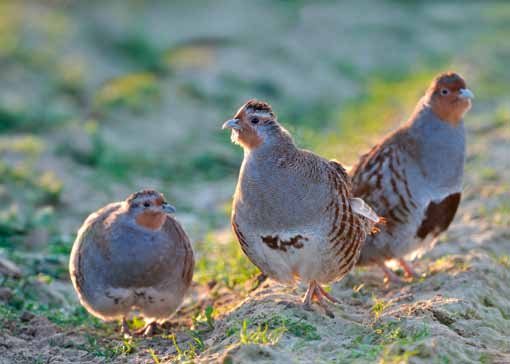 Elke editie selecteert Spoorzoeker een spraakmakende case over een vereniging, landbouwers, boseigenaars die meehelpen aan Natura 2000.