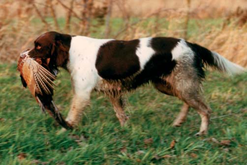 Voor beginnende hondenbezitters is er het boekje Reglement Gehoorzame Hond ; daarin staan alle oefeningen beschreven die tijdens het examen worden getoetst.