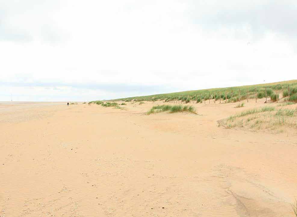 Figuur 4. Jonge duintjes met helm en/of biestarwegras voor het bestaand duin (Linnartz, 2013) Ontwikkelingen sinds de aanleg Wind en zee veranderen de Zandmotor al vanaf (en tijdens) de aanleg.