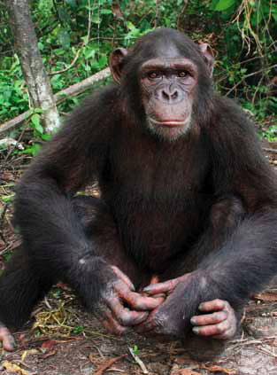 Bij het Jane Goodall Instituut doen veel onderzoekers onderzoek naar alles wat met chimpansees te maken heeft. Hieronder vind je ook informatie over wat zij hebben ontdekt.