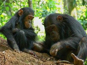 WAT ETEN ZE? HENGELEN NAAR TERMIETEN Het meeste voedsel van chimpansees bestaat uit rijpe vruchten, maar ze eten ook bladeren, schors, noten, zaden en bloemen.