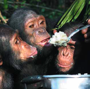 HELP! BEDREIGD Helaas worden chimpansees ook bedreigd. De belangrijkste reden is de vernietiging van de bossen waarin zij leven.