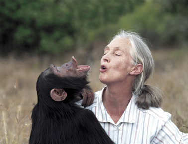 JANE GOODALL HELPT EN ONDERZOEKT Wist je dat het Jane Goodall Instituut in Nederland onderzoek doet naar chimpansees in dierentuinen?