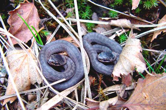 2.2 Leefwijze Jaarritmiek De gladde slang komt later uit haar winterslaap te voorschijn dan de andere Nederlandse reptielen. Vaak zijn de eerst waargenomen dieren mannetjes (Keijsers, 2000).