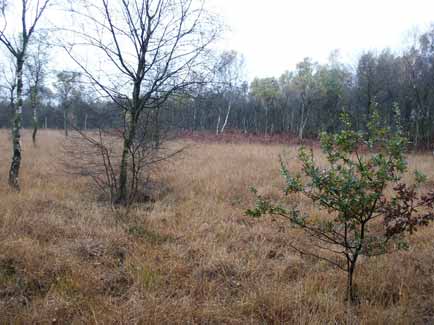Afbeelding 8: Vergrast terreindeel in de Groote Peel, geschikt leefgebied voor de gladde slang.