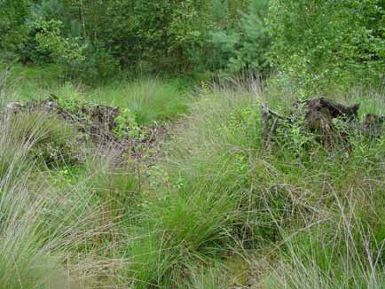 De gladde slang zoekt in droge heideterreinen vaak structuren op zoals begroeide stuifduinen, steilkantjes, takkenhopen, solitaire bomen, de bosrand of opslagbosjes en niet zozeer de openheid die