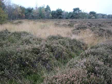 Afbeelding 18: Goed ontwikkeld, reliëfrijk deel van de Oude Buisse Heide met struikheide die tot heuphoogte reikt en wat pijpenstrootje.