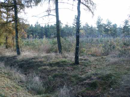 Foto: Jeroen van Delft - Na het kappen van de strook bos hoeft er niet geplagd te worden, als er al een heideachtige vegetatie aanwezig is. Hier en daar kan een enkele boom en struik blijven staan.