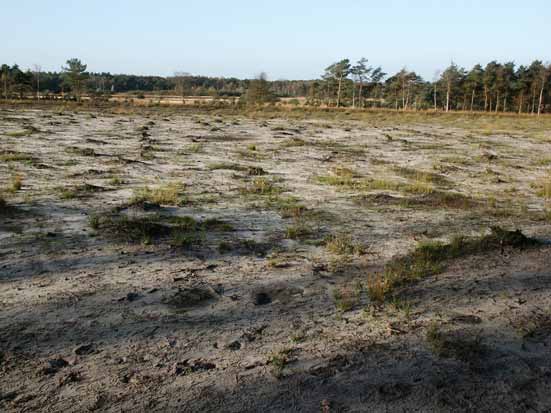 Afbeelding 28: Zicht over de grote kapvlakte tussen het Groote en Klein Meer. Foto: Jeroen van Delft Overige maatregelen - Omvorming landbouwpercelen.