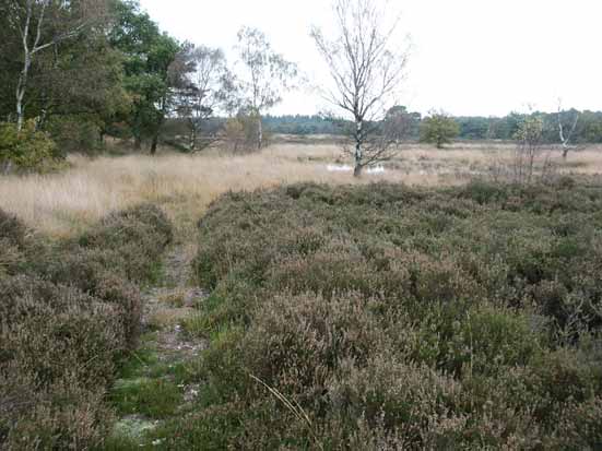 Kappen van bos - Kappen van twee stukjes opslagbos op de Oude Buisse Heide en het instellen van een heidebeheer ter vergroting van de oppervlakte heide.
